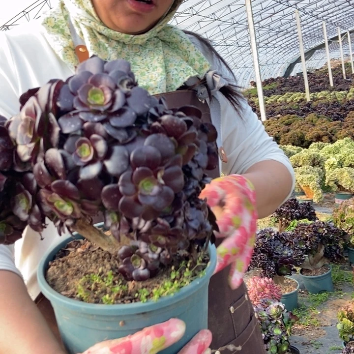 268欧紫缀化朵朵老桩