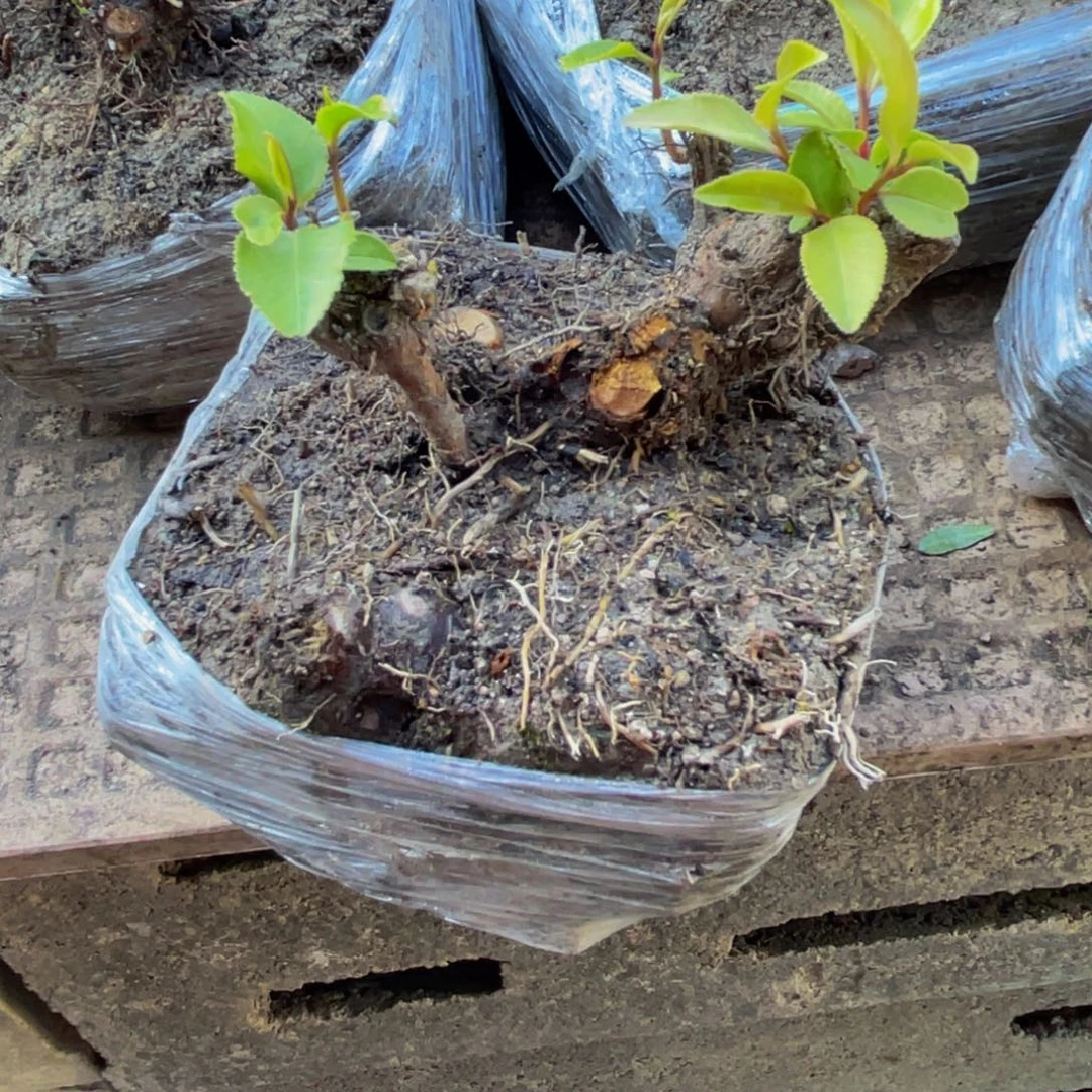 春***开当前无花朵，栽培后可花朵