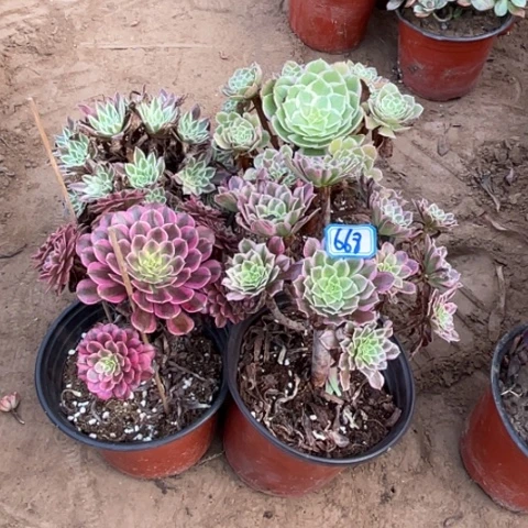 668多肉植物组合，