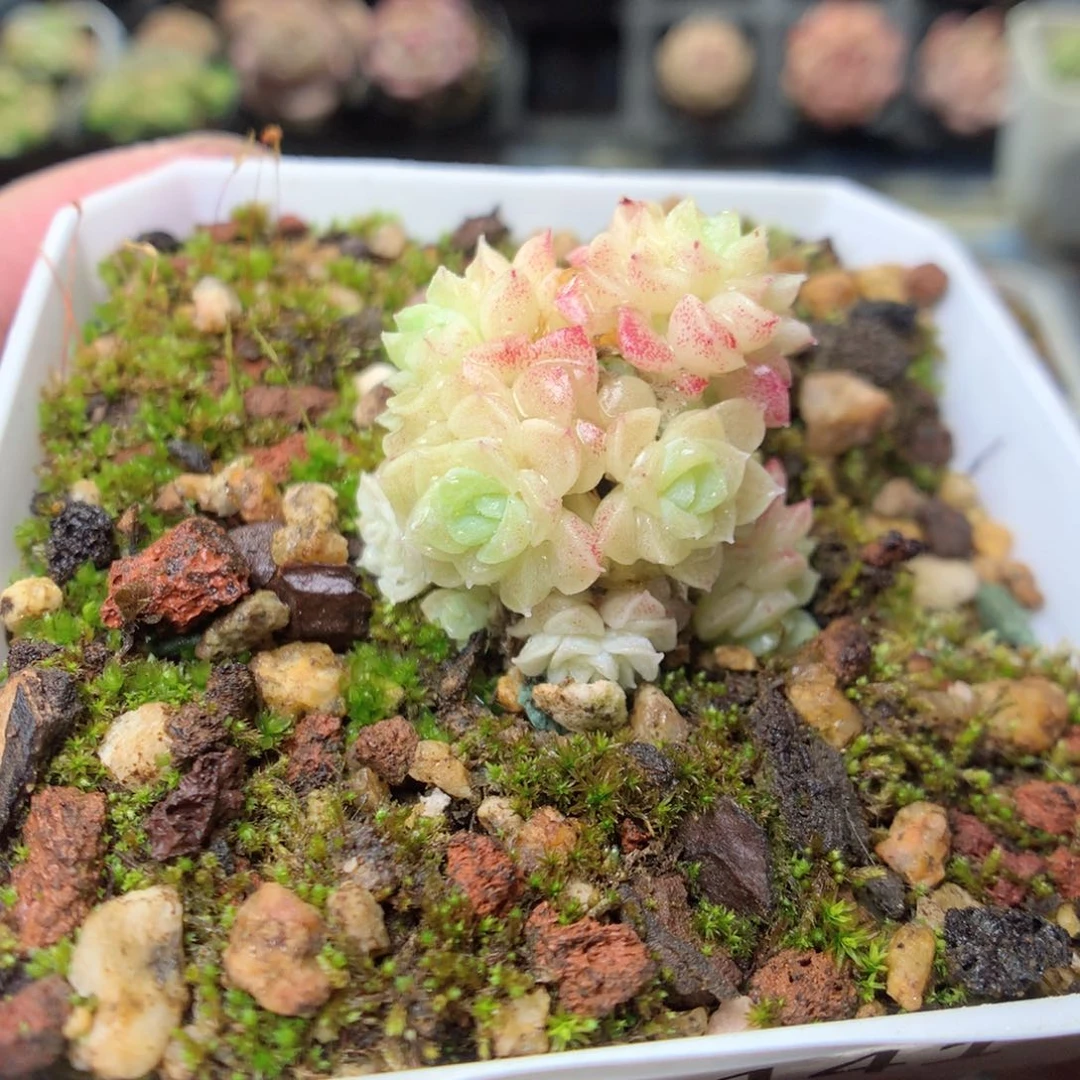 E141y y y ty y y y y y