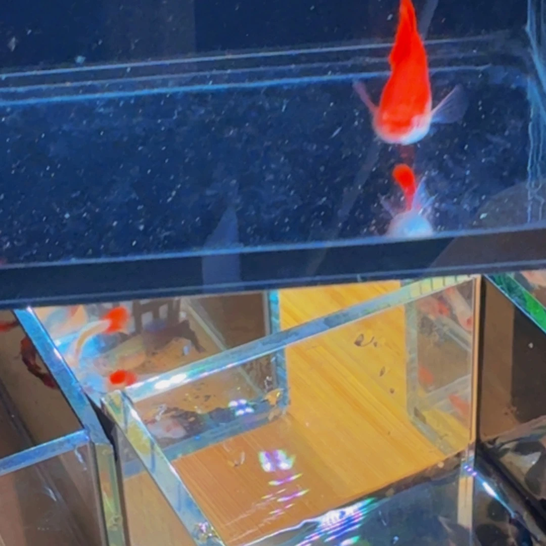 孔雀鱼满背红的血红，4个月鱼，1对