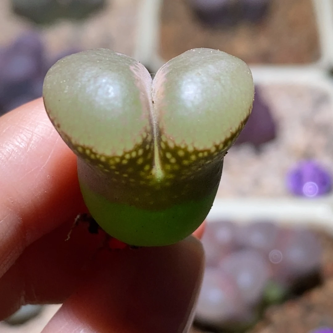 1802.1黑眼豆豆2厘米大