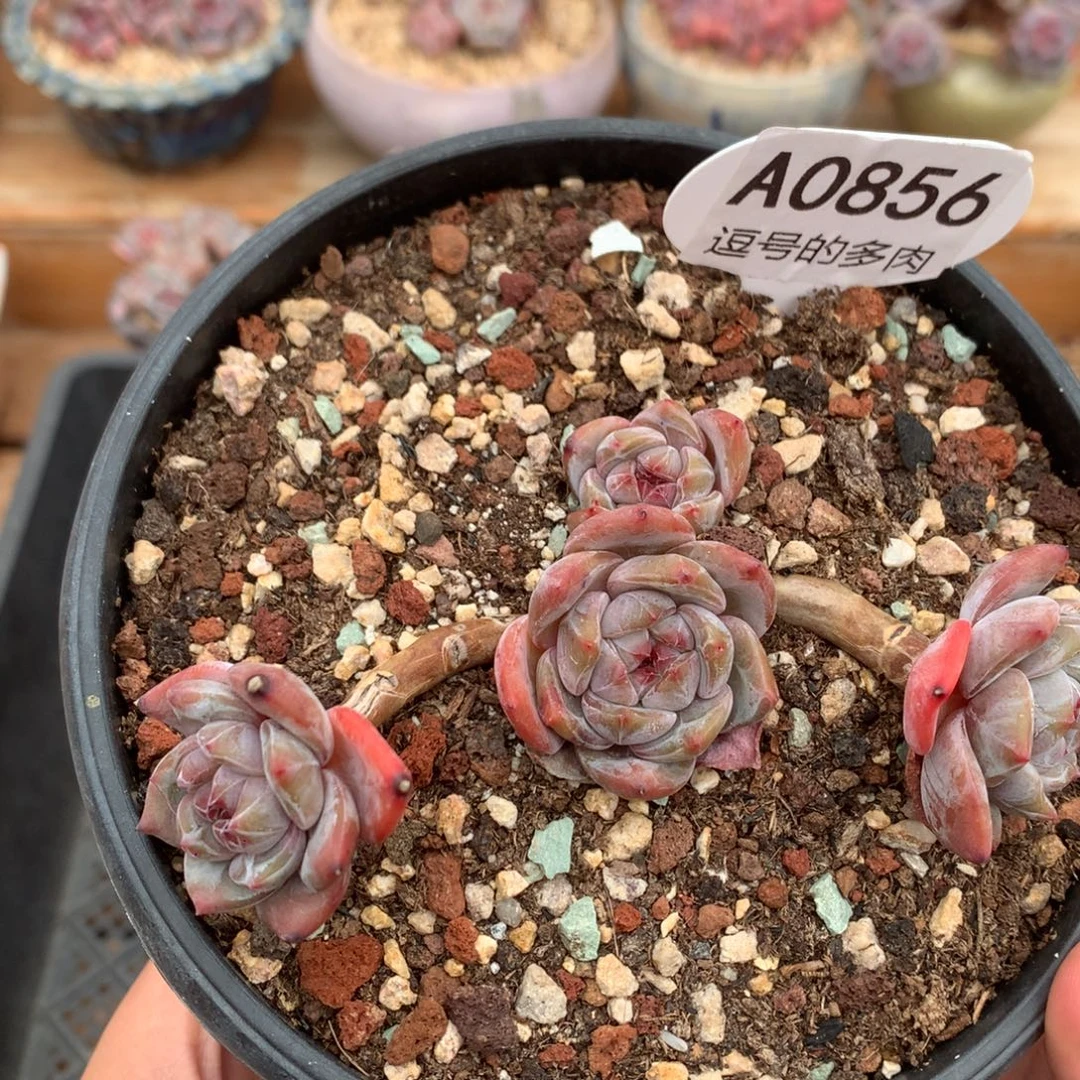 A0856 星影飘枝 无砍 11cm