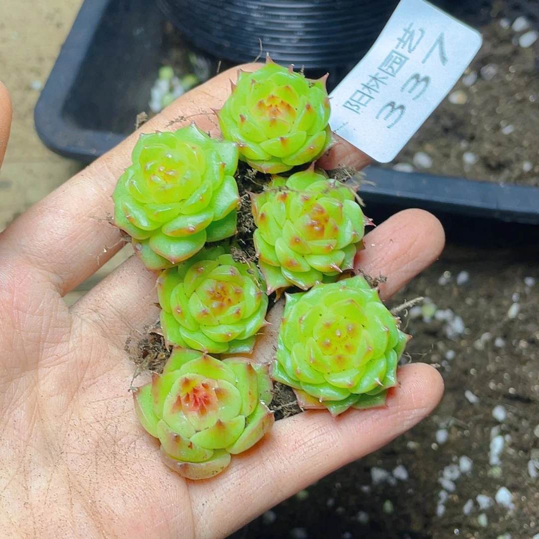 多肉植物多肉植物337