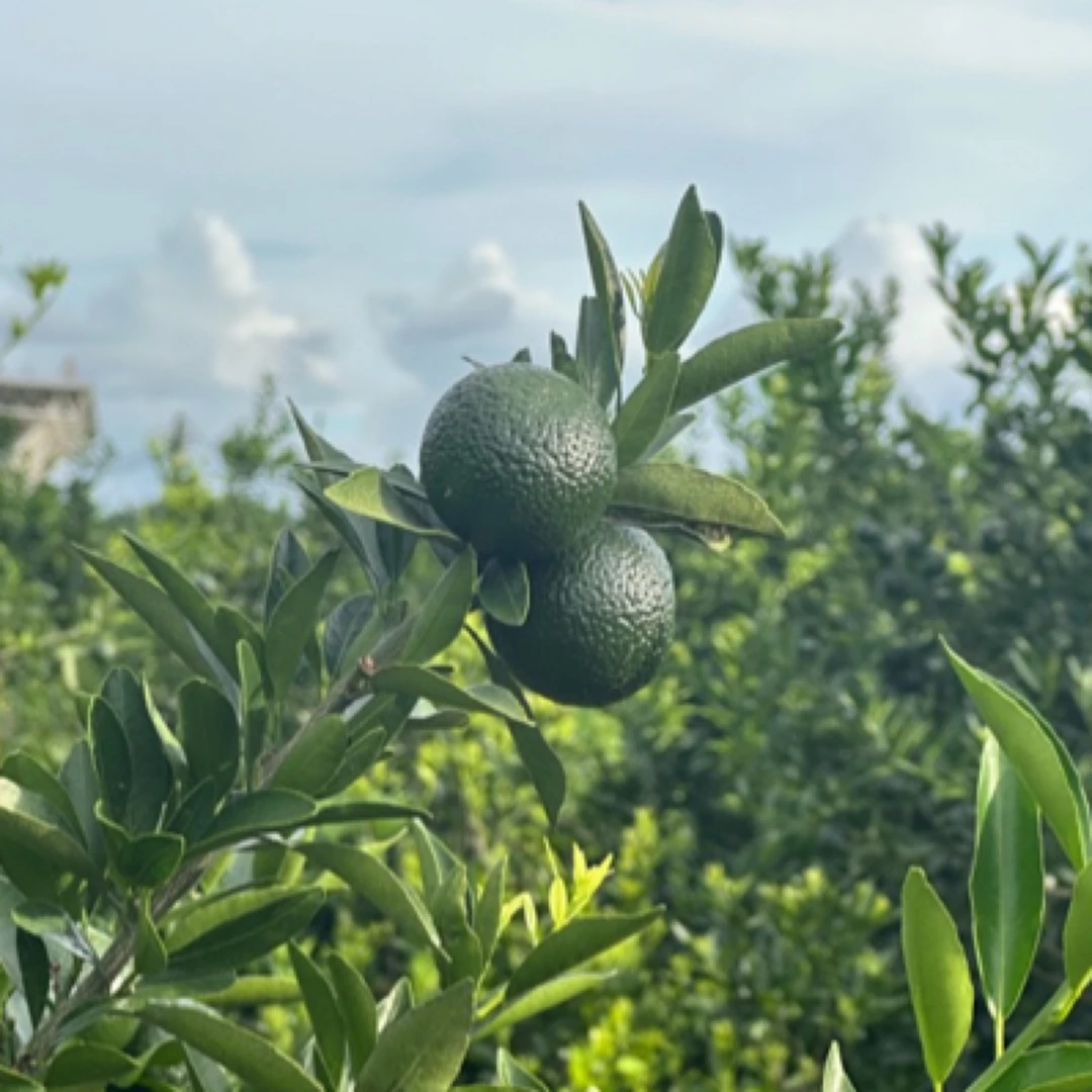 【清围放漏】南坦圈枝大青鲜果茶枝柑鲜果