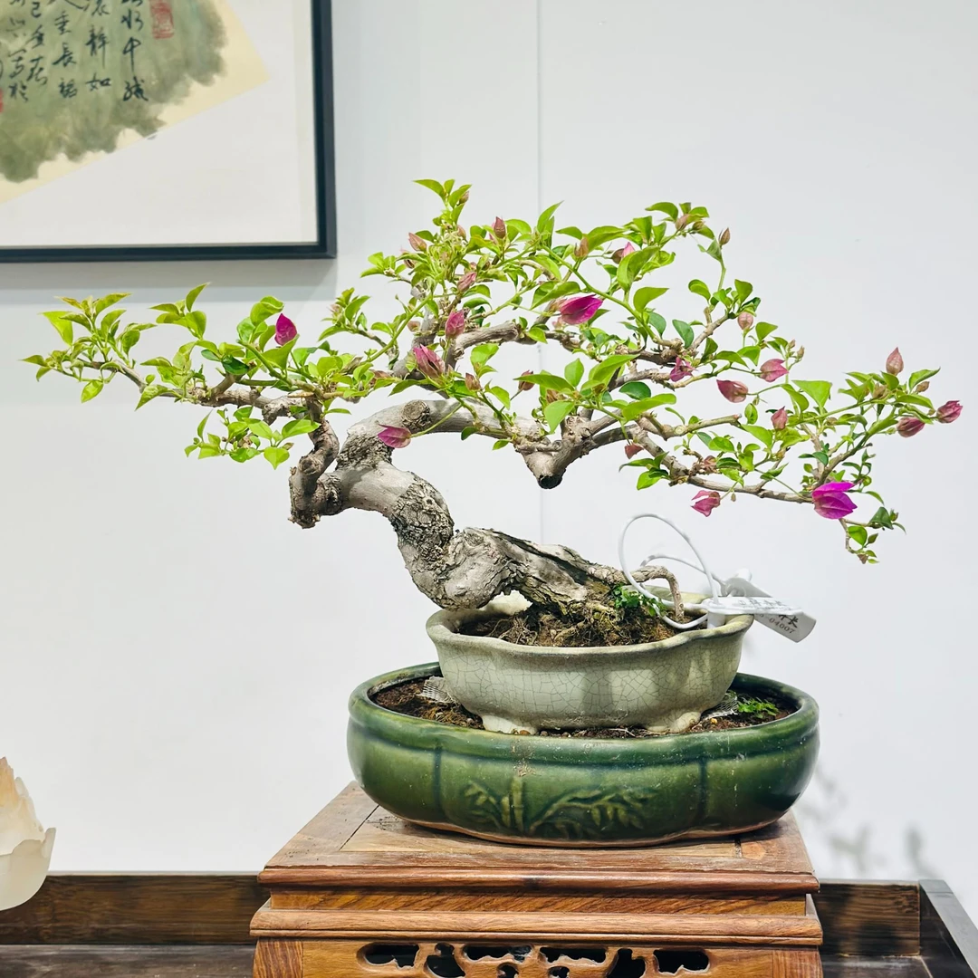 精品三角梅小叶紫造型盆景客厅阳台庭院盆景勤花高端老桩四季花