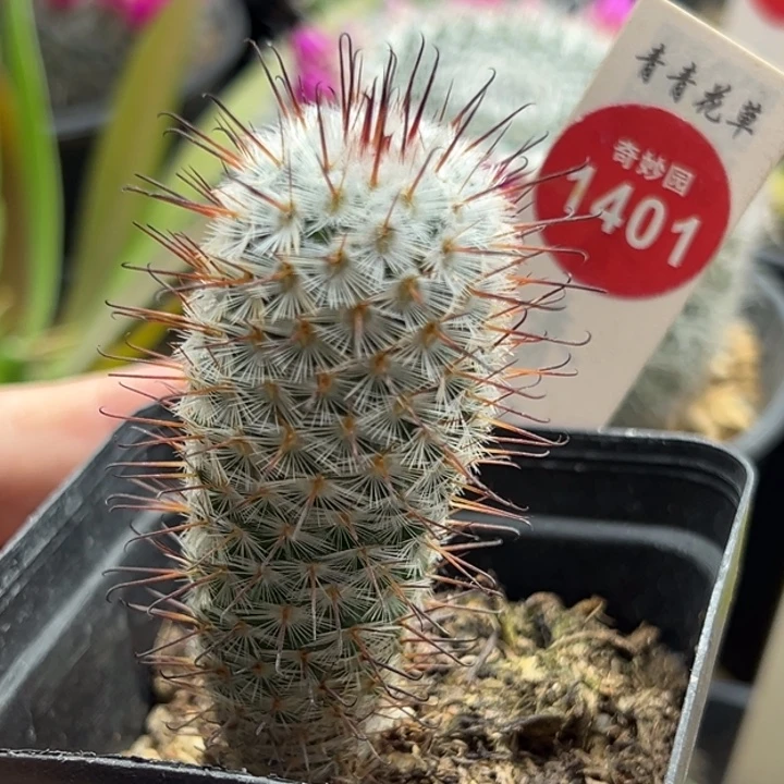 实生曲刺佩雷2.6cm