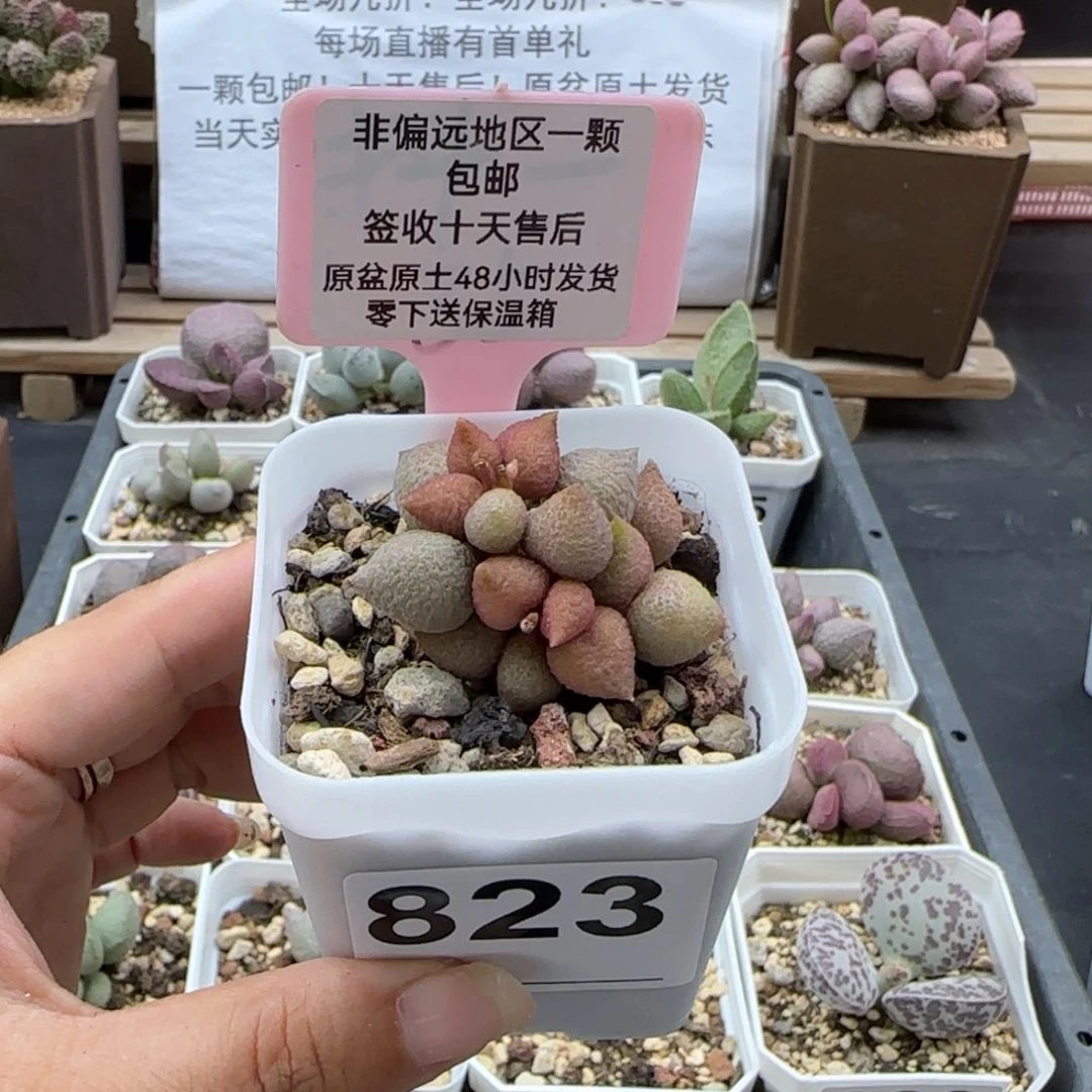 823小辣椒多肉植物