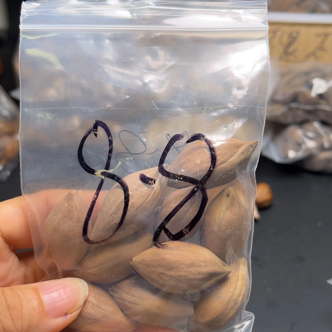 橄榄核手串/手链1111