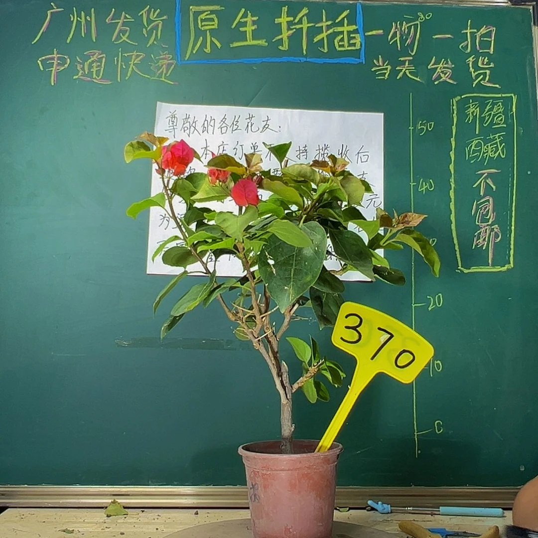 当前无花栽培后可以开花印度画报370