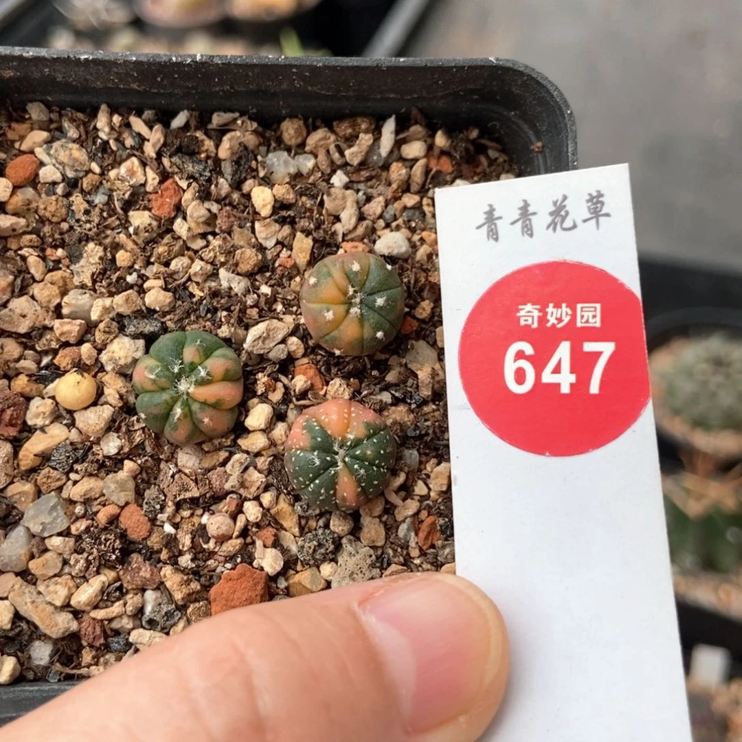 实生兜锦三颗仙人球