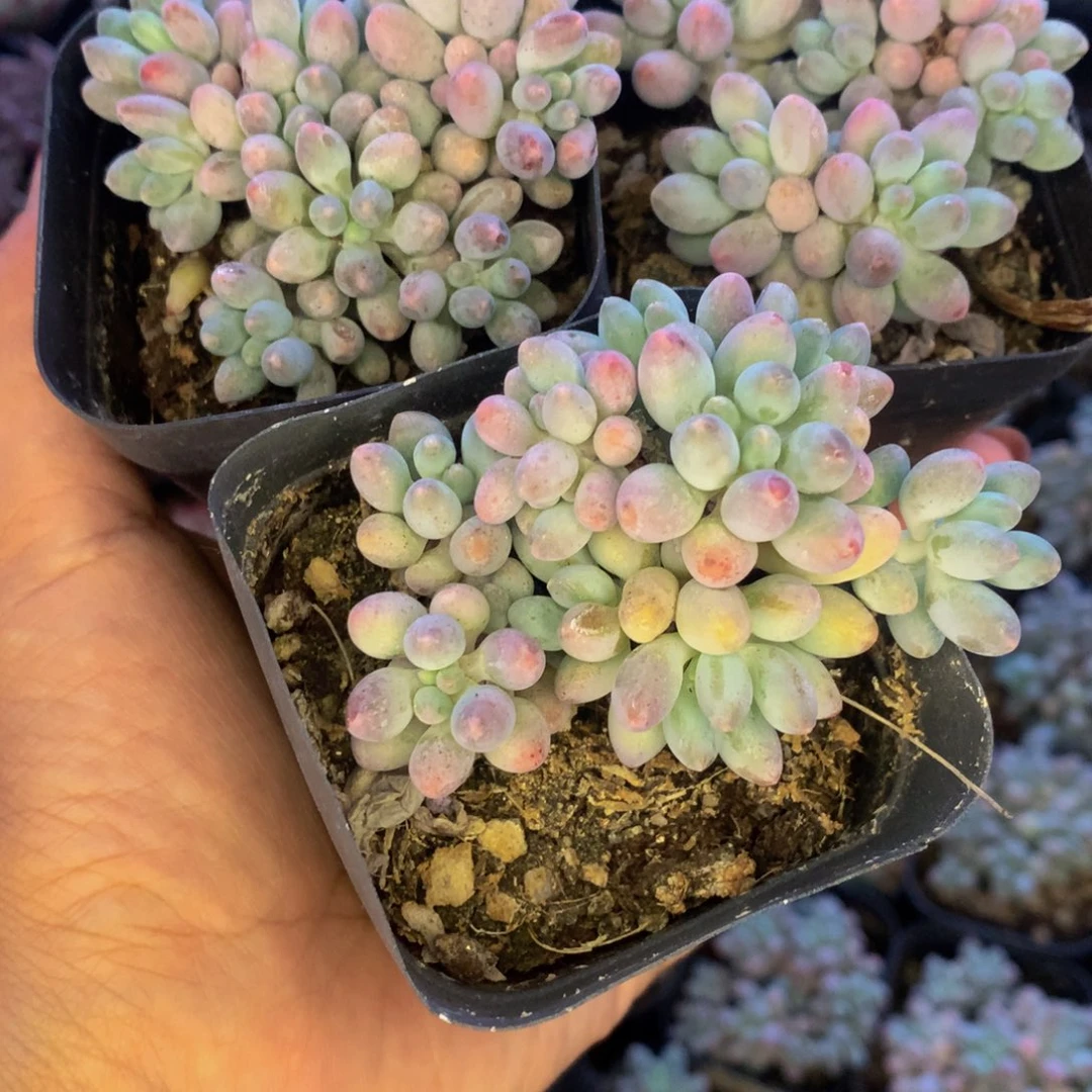 婴儿手指 （满9.99包邮不满9.99发叶子）