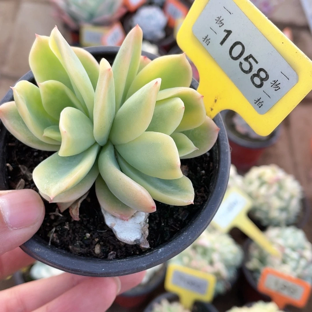 【闪购商品】1058号