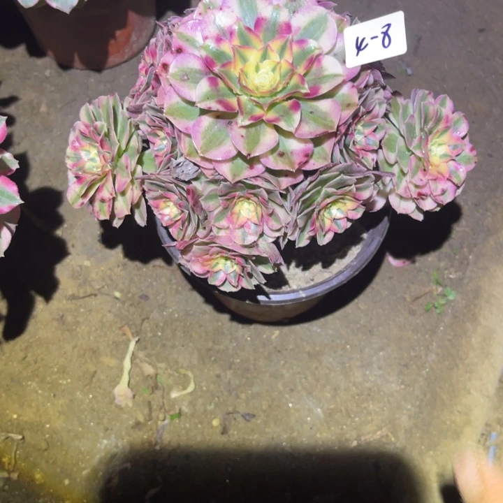 1-4-8倾城法师锦多肉