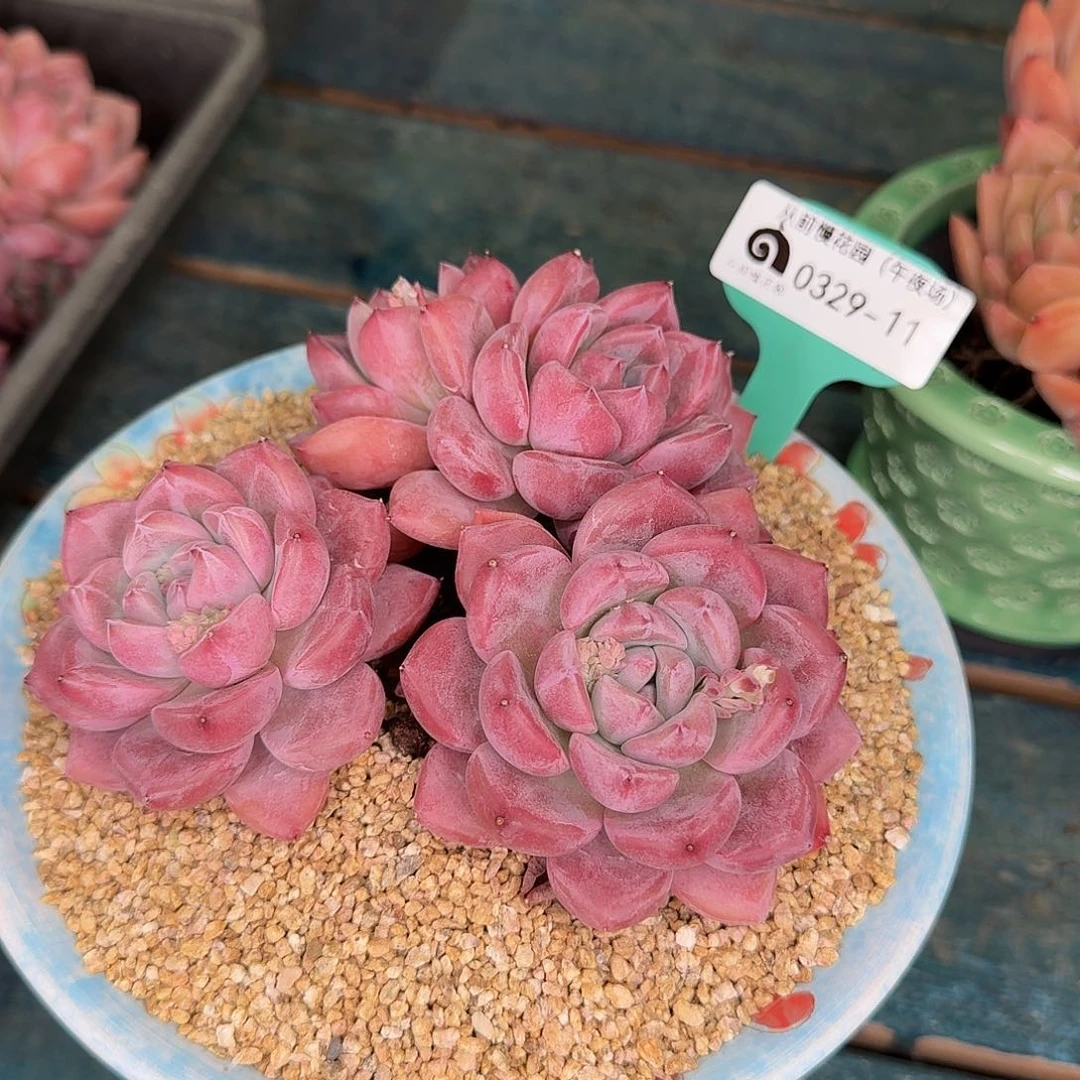 从前慢花园多肉编号0329-11