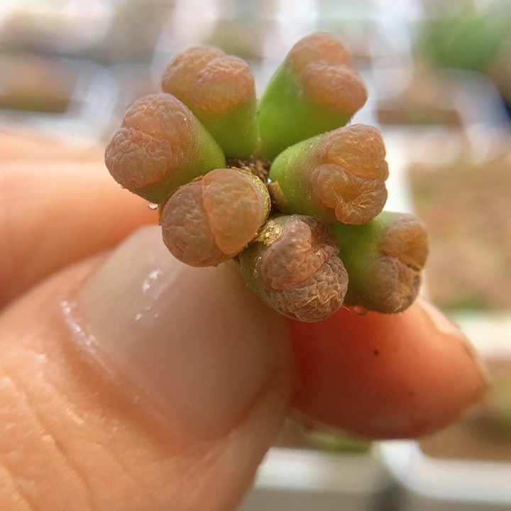 特特特特 肉锥植物