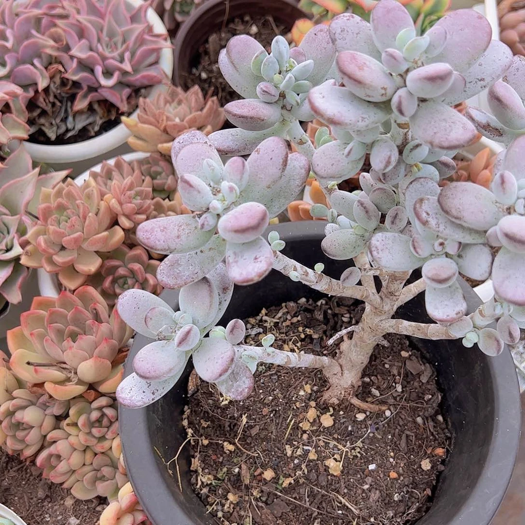 乒乓福娘 多肉植物