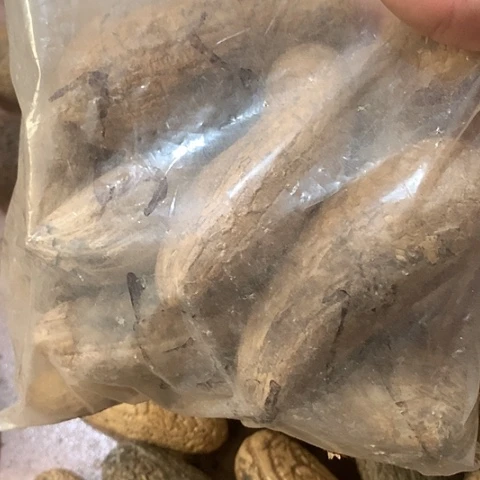 椰蒂吊坠滥*千眼菩提