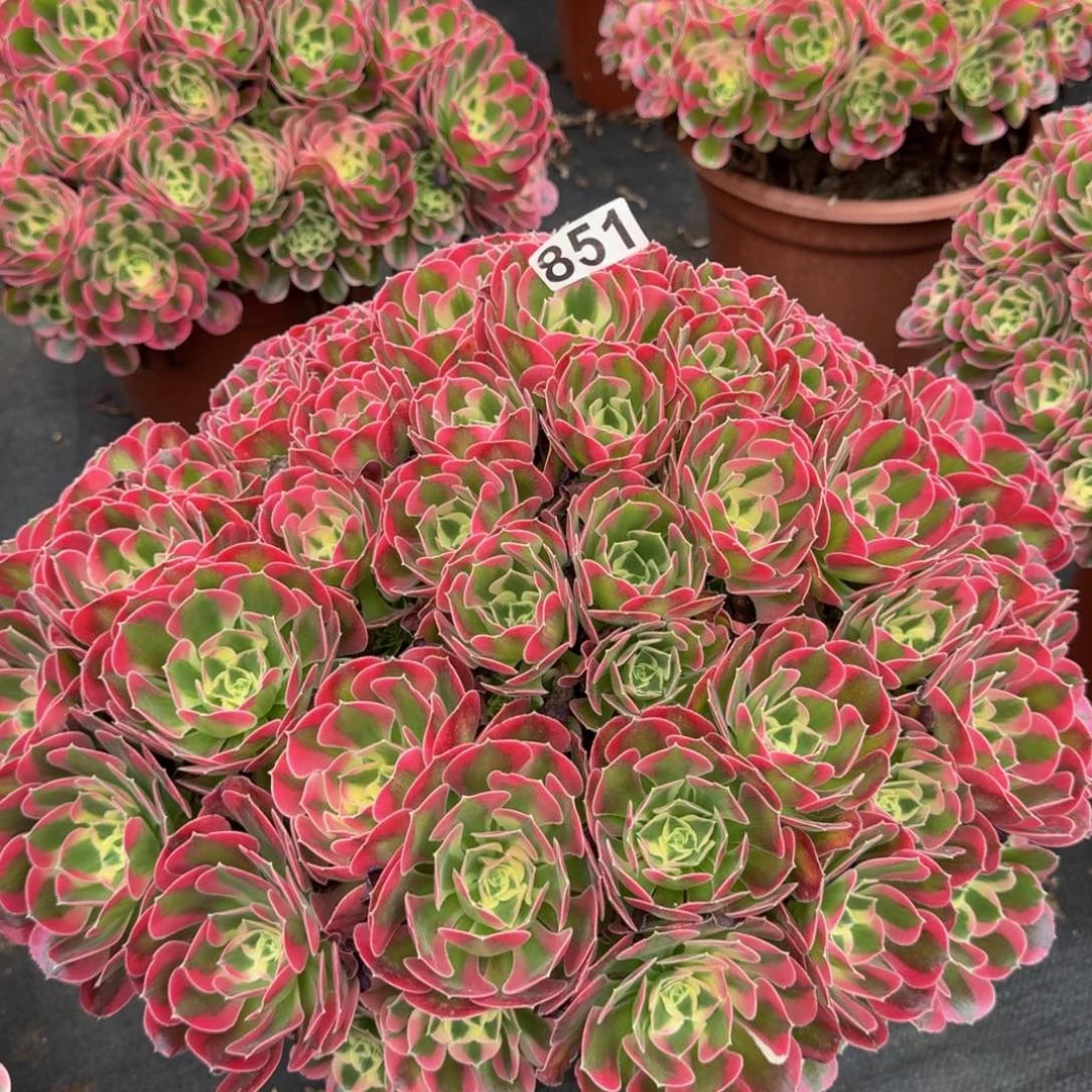 多肉植物851粉体白凤