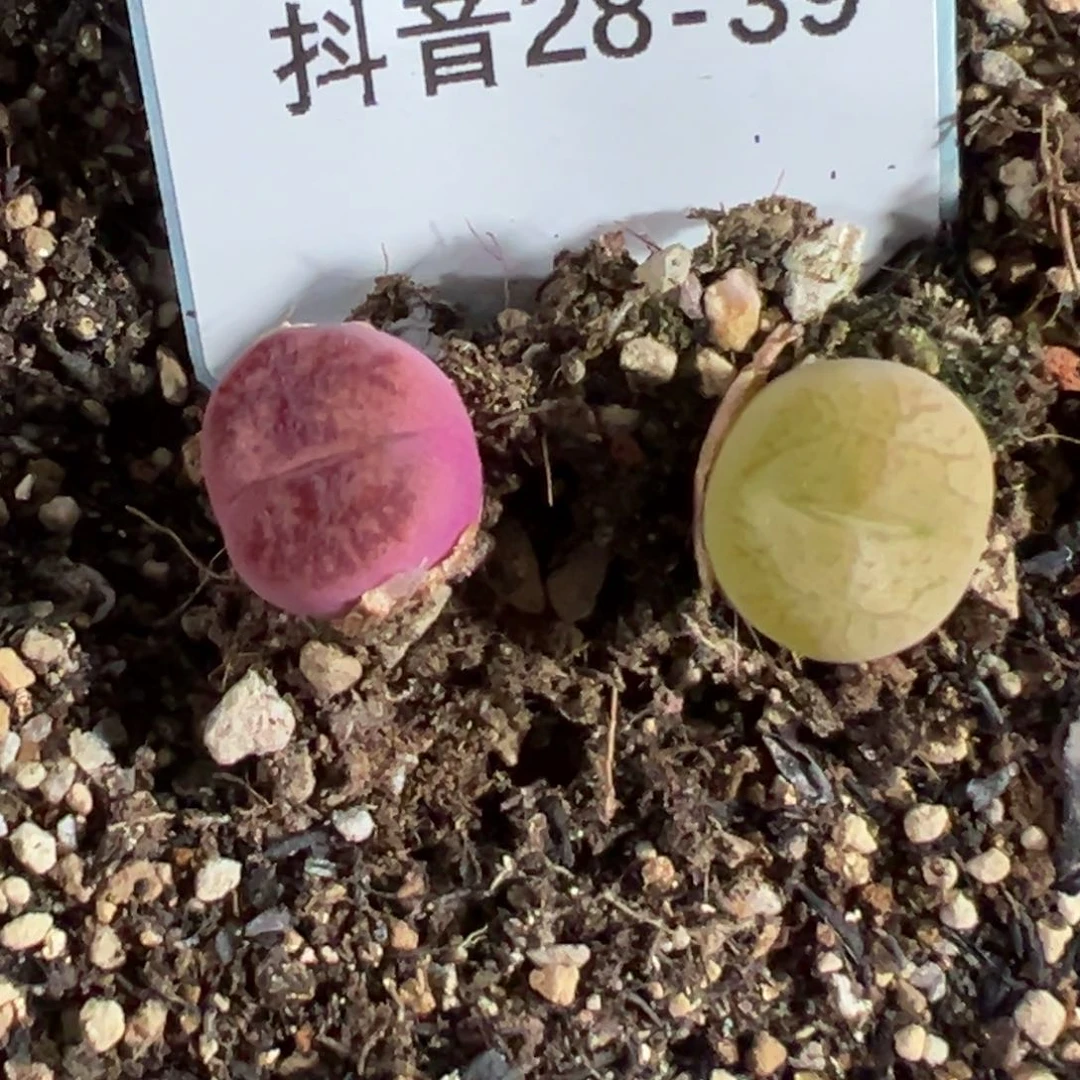 幸**诺28-39肉锥多肉植物