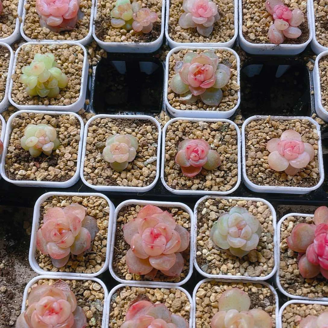 桃坞穴一个满25包邮