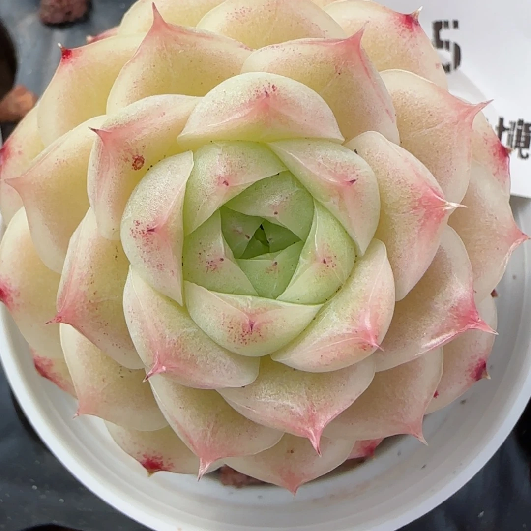 花语逸镜0226-95