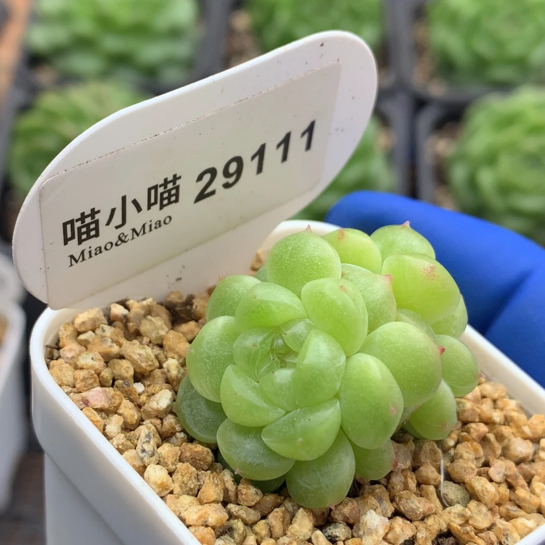 小***帽多肉植物杂交珍妮