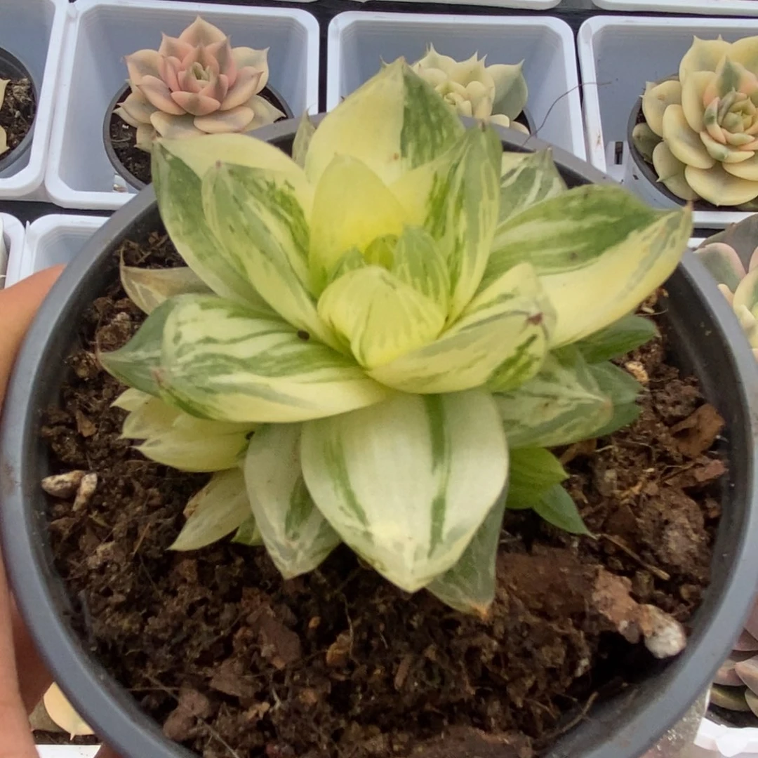 556金之华锦锦锦锦锦锦锦