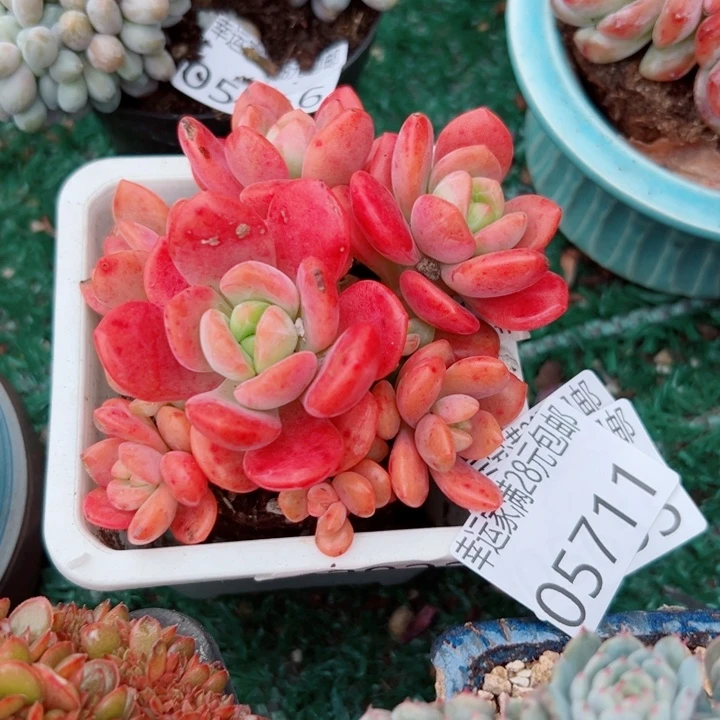 幸运的是我还没遇到过幸运