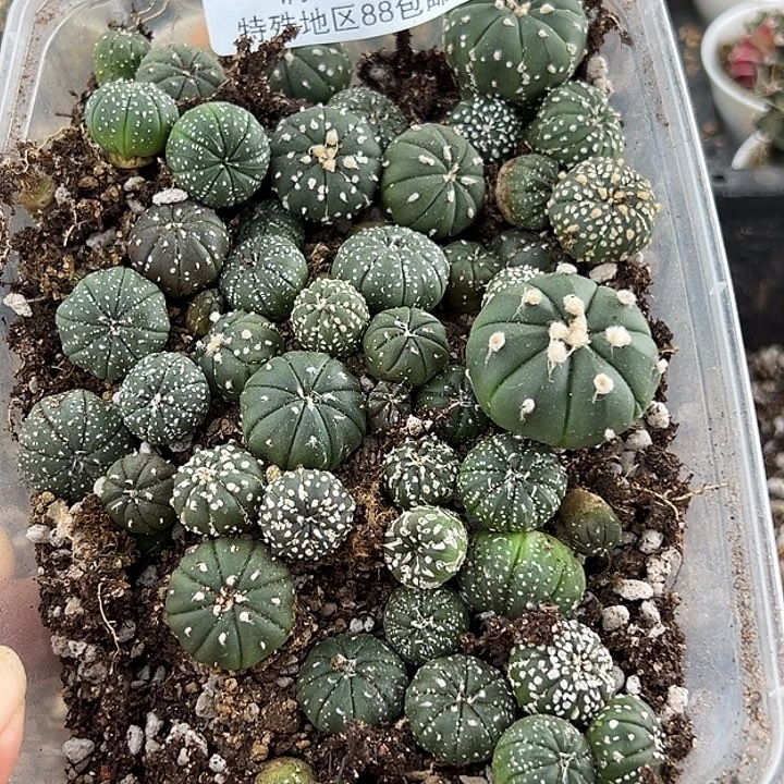 诚***麻734号实生兜一盒多肉植物