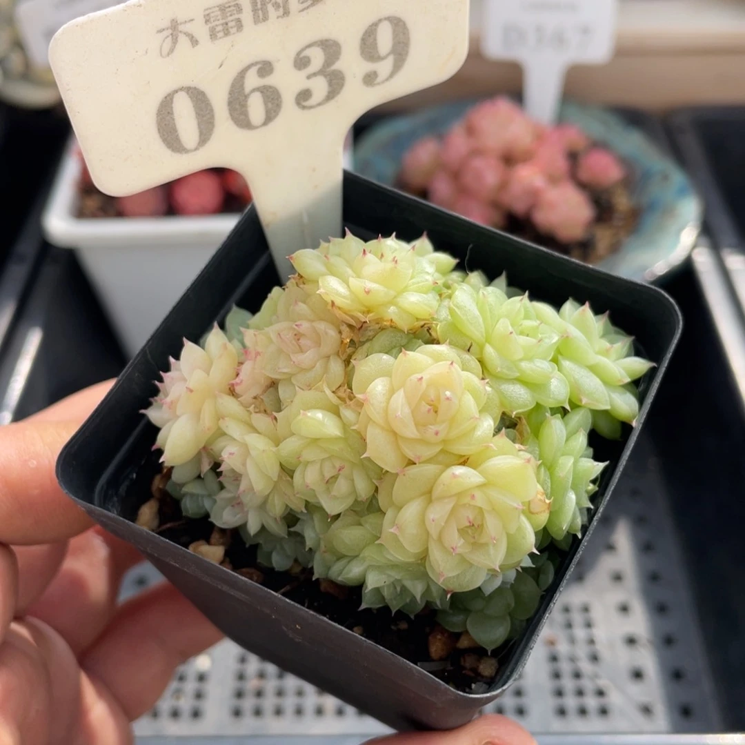 0639麦秆不带盆7厘米