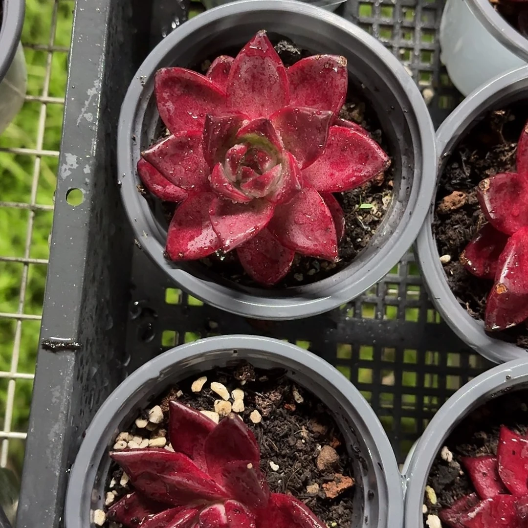 罗宾单头9㎝盆参考