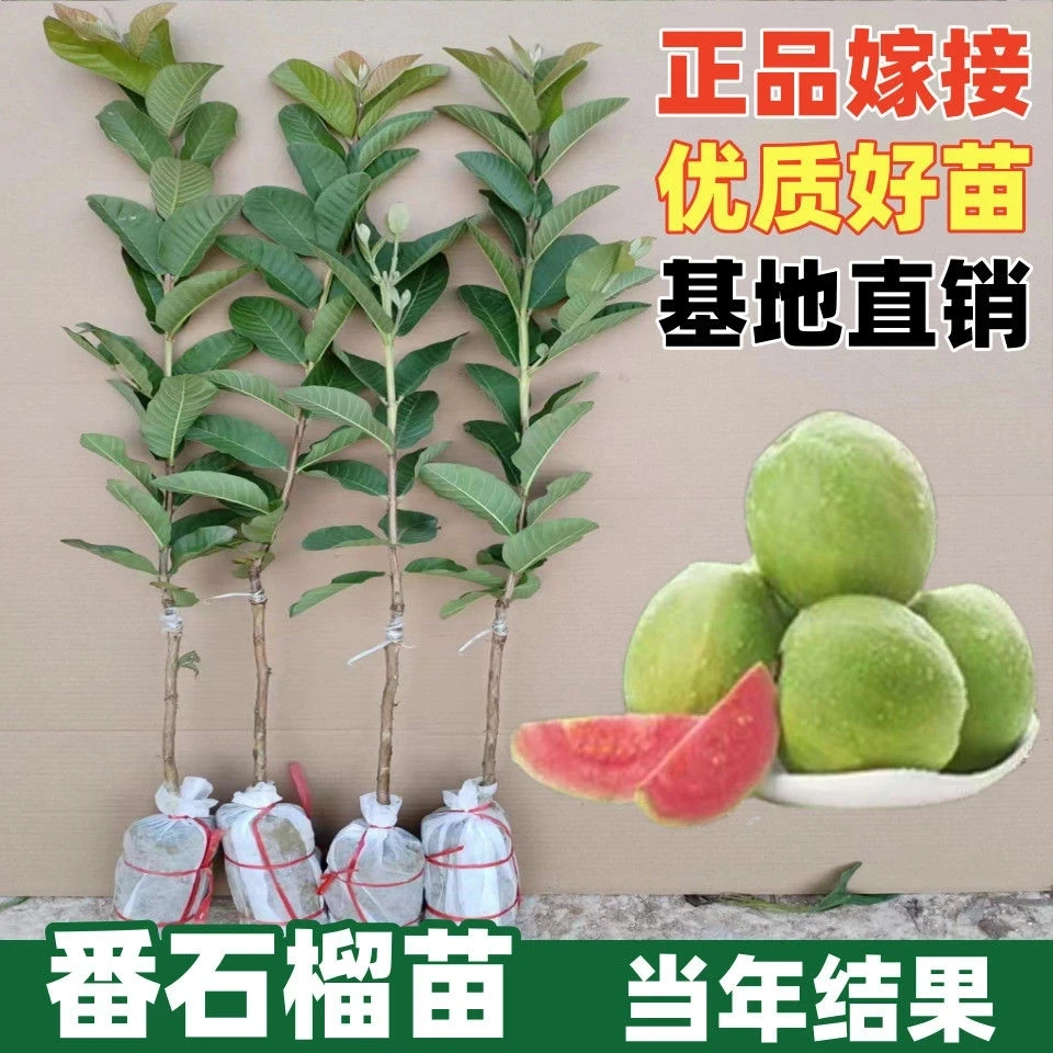 （带土发货）正宗嫁接台湾珍珠红心番石榴苗带土带叶南方庭院果树苗