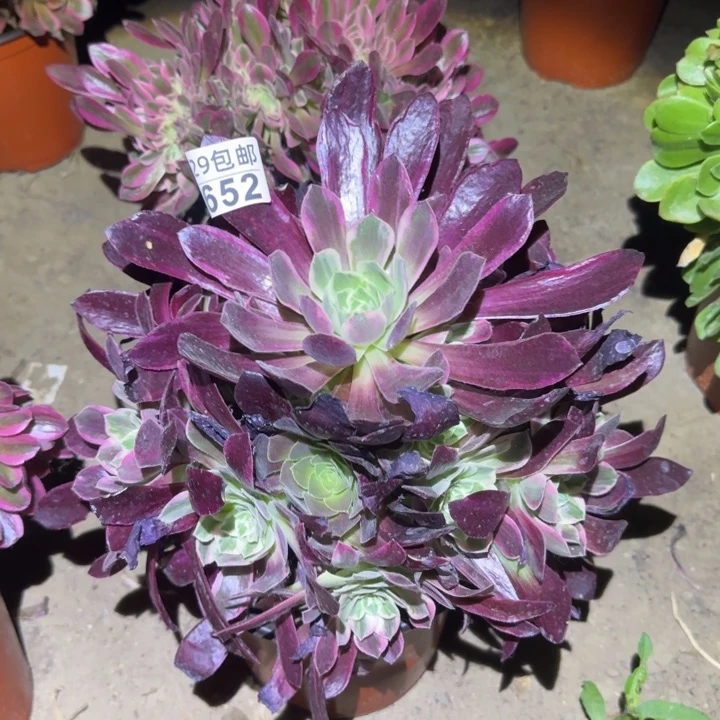 白婚纱……多肉植物的