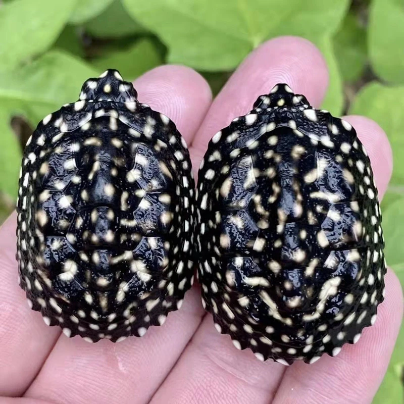 正宗斑点龟满天星龟黑池龟星点龟清洁深水龟吃粪龟招财宠物龟活体