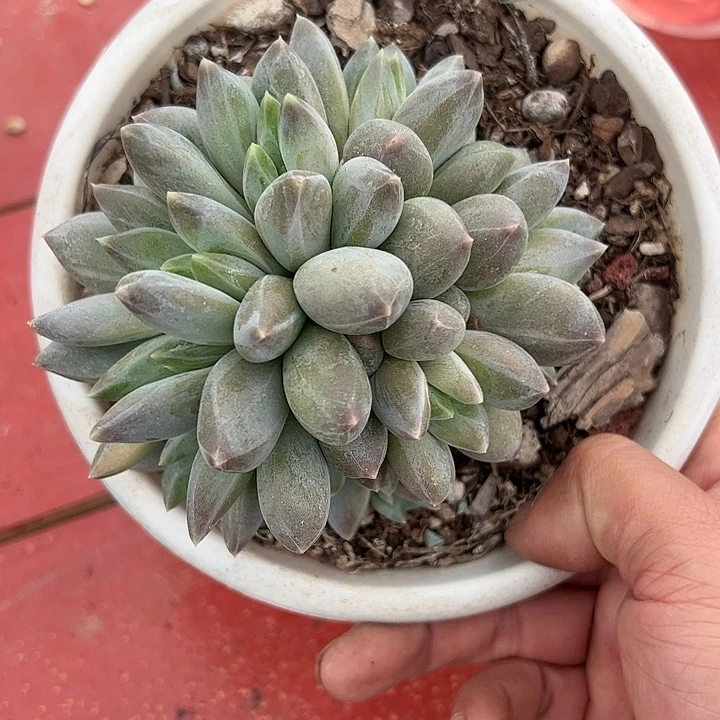 【闪购商品】重楼群