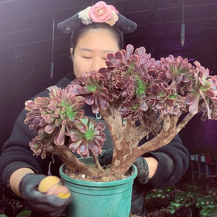 柒柒精品多肉脱土发货不包断侧枝S43