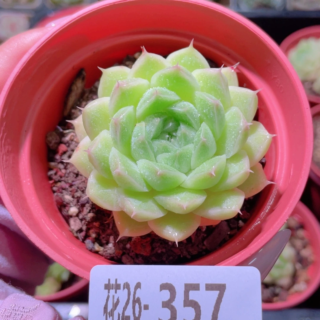 花利美26-357麦秆
