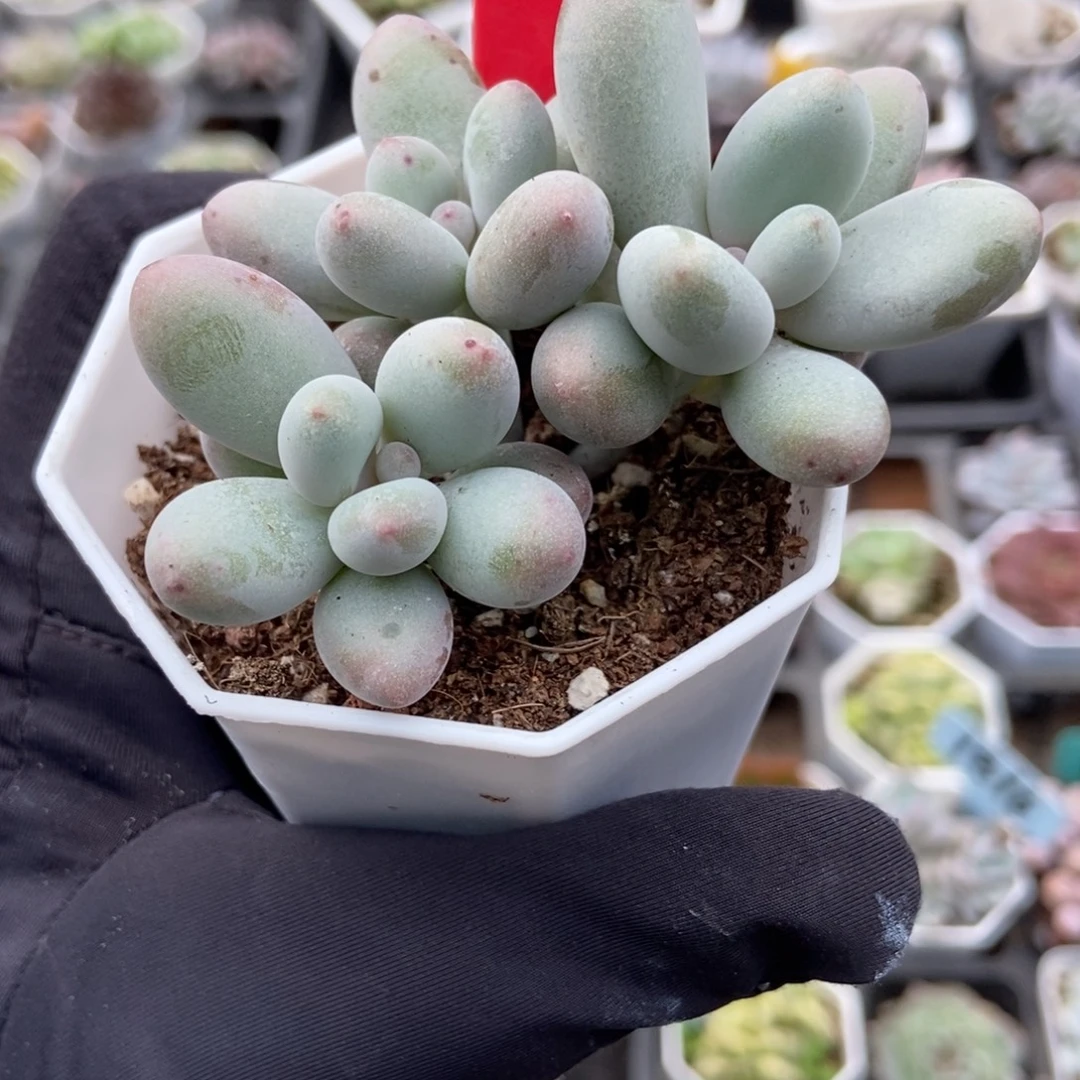 7292蛋黄奶多肉植物