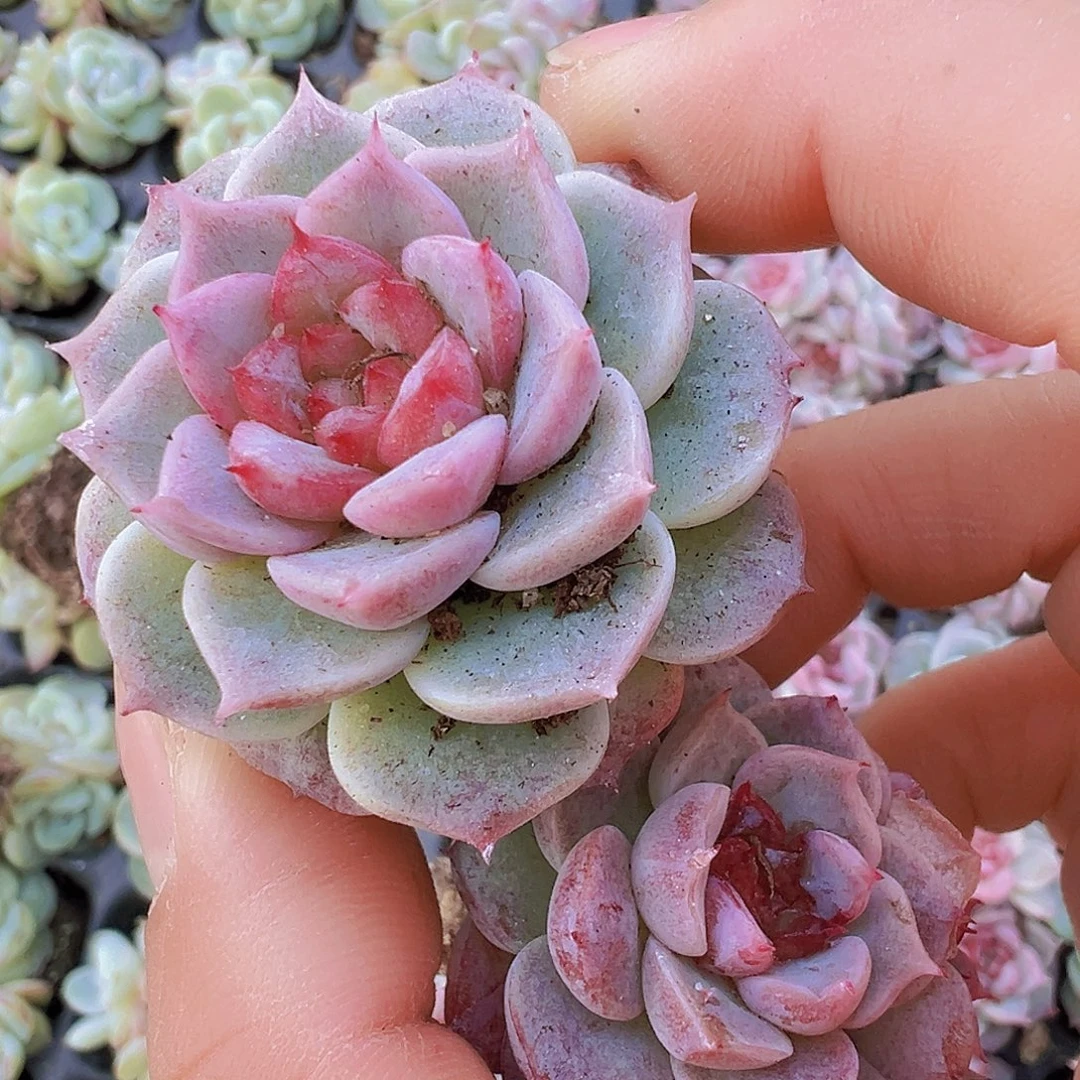 糖心天鹅绒5颗19包邮