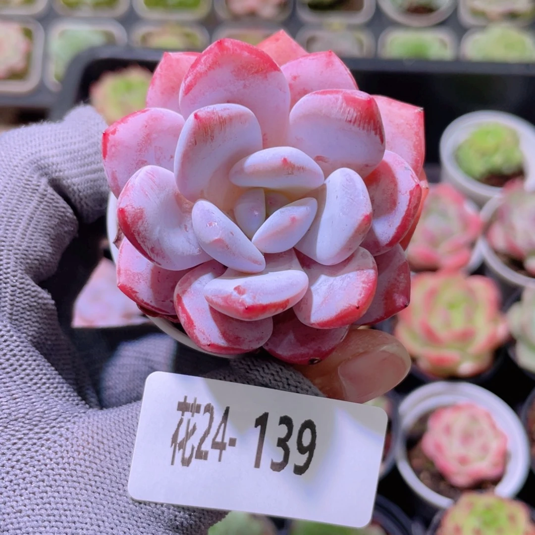 花利美24-139糖心雪天使