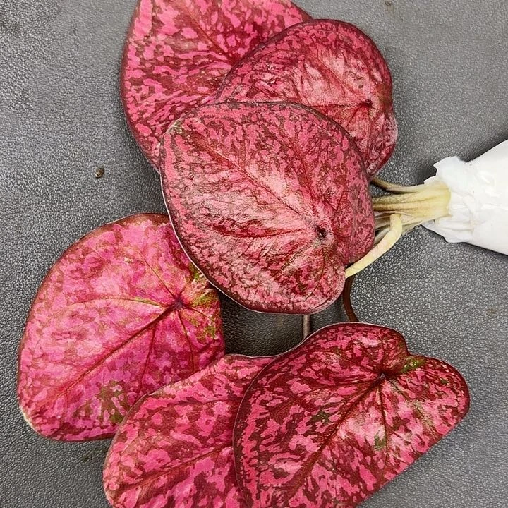 2-0728彩叶芋福利现货发