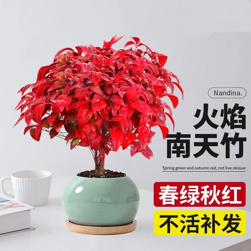 火焰南天竹盆栽红叶小盆景耐寒植物室内桌面好养观叶花卉四季绿植