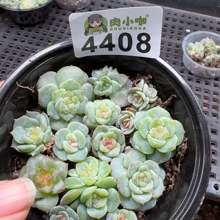 多肉植物多肉植物