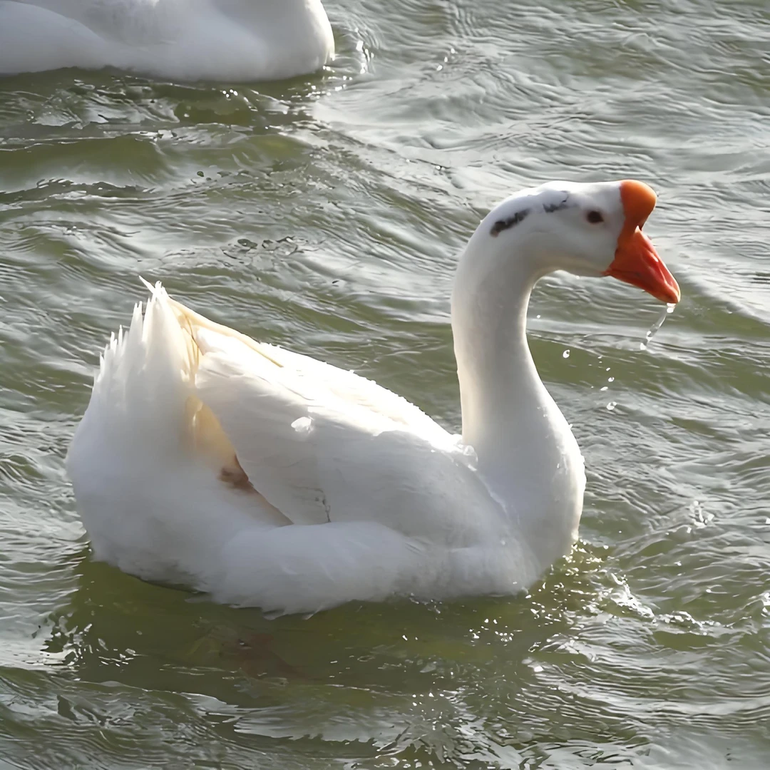 农村散养土鹅（宰杀后不退换）不支持7天无理由退货