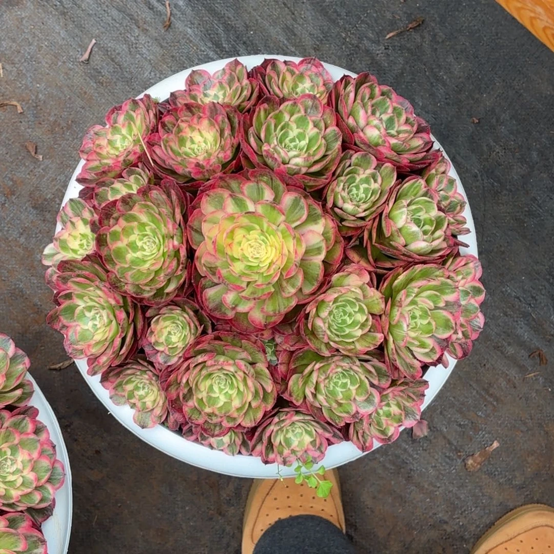 安***逸云南多肉植物海神