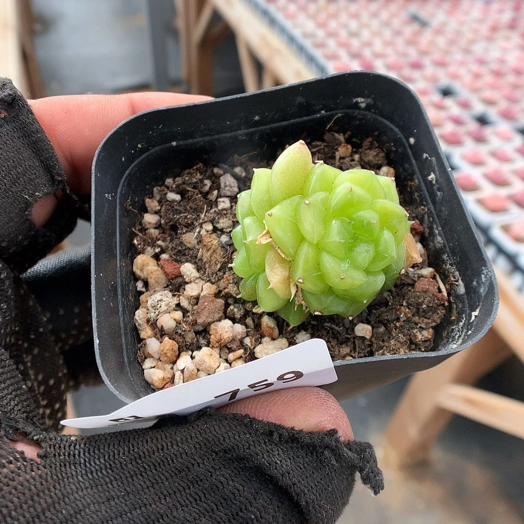 759星钻珍妮多肉植物666