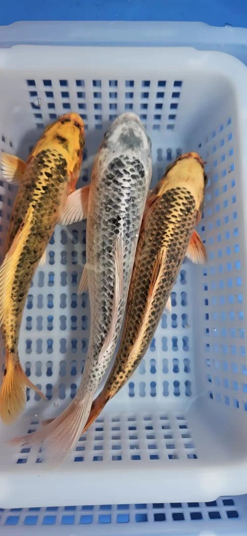 【三条装】两条金松锦鲤+一条银松锦鲤 长短尾随机发包邮包损