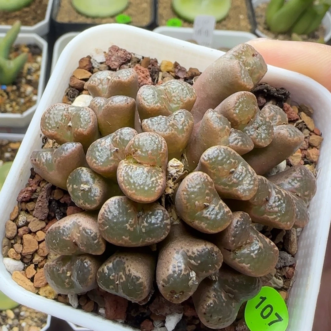 泡泡勋章群多肉植物107