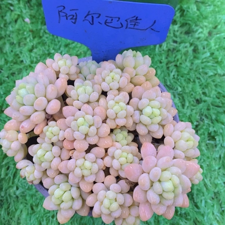 多肉植物，一物一拍直播间